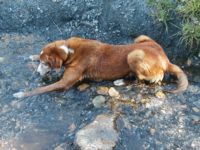Quico laying in stream