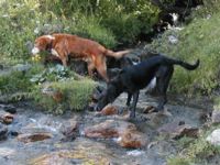 The dogs drinking from a stream